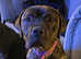 1 year staff cross mastiff