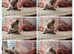 Pedigree. Registered last Remaining mink lilac