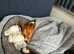 Puppies!!! Basenji dog litter of 3!