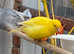 Fife canaries
