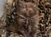 Chocolate Britishlonghair female