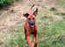 Home needed for our ridgeback Layla
