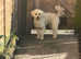 Cavapoochon female