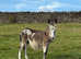 Male long haired donkey rising 1