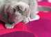 12 weeks Scottish Fold