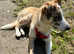 Lovely Tan and white 6 months old sheepdog