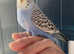 Baby budgie ready now