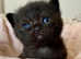 BEAUTIFUL PURE BREED BSH KITTENS (READY 8TH JUNE)