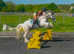 14.1/14.2h 6 year old ride and drive cob gelding