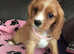 Stunning cavalier King Charles puppies