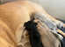 Lurcher pups