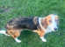 Basset hound cross