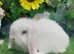 Beautiful Mini lops