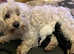 Xxs multipoo baby's for sale