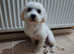 Maltipoo