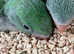 Baby HandRearing Friendly Super Tame Alexandrine Parrot,13