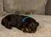 Cocker spaniels for sale