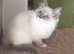 Beautiful GCCF Registered Ragdoll Kitten.