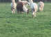 Alpacas
