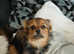 Yorkshire Terrier cross Pomeranian puppy
