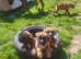 Pupies boxer
