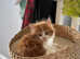 Long furred kittens for sale