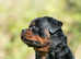 Rottweiler puppy
