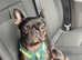 Luna the frenchie