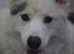Husky cross malamute