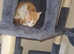 Last boy ginger and white kitten