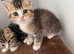 Beautiful BSH 2famale cats