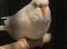 Pairs of breeding budgies
