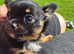 Beautiful black and tan female chihuahua