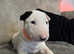 champion bloodline English bull terrier puppies
