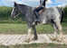 Maxi Cob Gelding