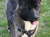 10 month American akita pup