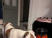 6 month old American bulldog