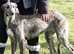 English Deerhound Male