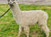 Lovable pet male non breeding alpacas, gorgeous fleeces, excellent genetics, BAS registered.