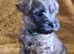 Kc registered Beautiful cairn terrier puppies
