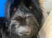 Black Russian Terrier mix