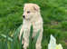 Stunning Shepherd Chowski pups