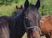 Irish TB broodmare looking for a kind home 16 2h 2005