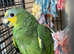 Young Male Orange wing Amazon parrot