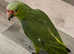 Stunning baby red crown Amazon parrot