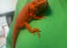 Bearded dragon (full set up)