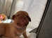 2 and a half week old Dogue de Bordeaux puppies