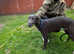 Two lurcher pups