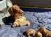 2 Isabella Tan miniature Dachshund puppies for sale