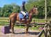 ANYBODYS ride 16.1hh gentle tb gelding happy hacker allrounder